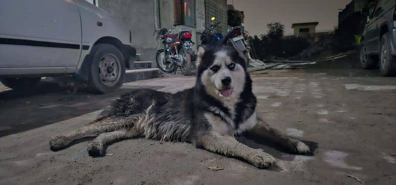 siberian husky 2