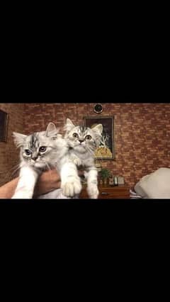 Pair of persian kittens