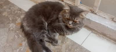 Pure Persian Cats for sale