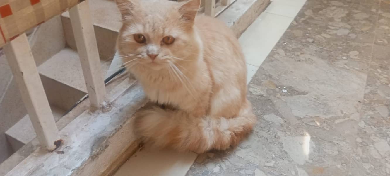 Pure Persian Cats for sale 1