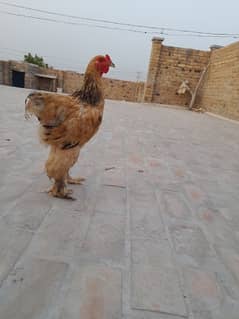 buff brahma male available full size pure breed chick