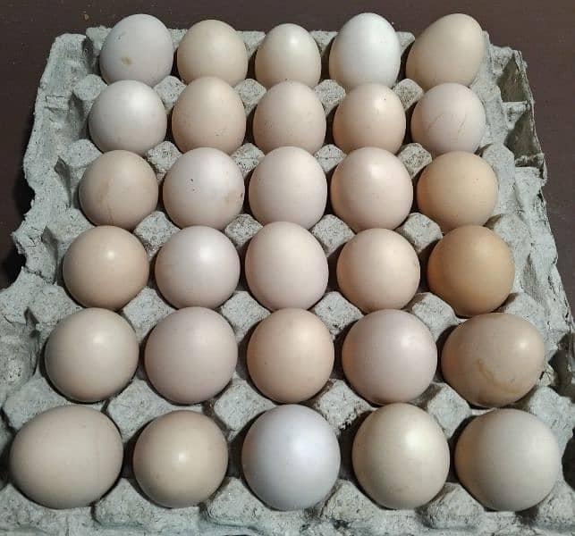 Desi Eggs for Sale in Abbottabad 0