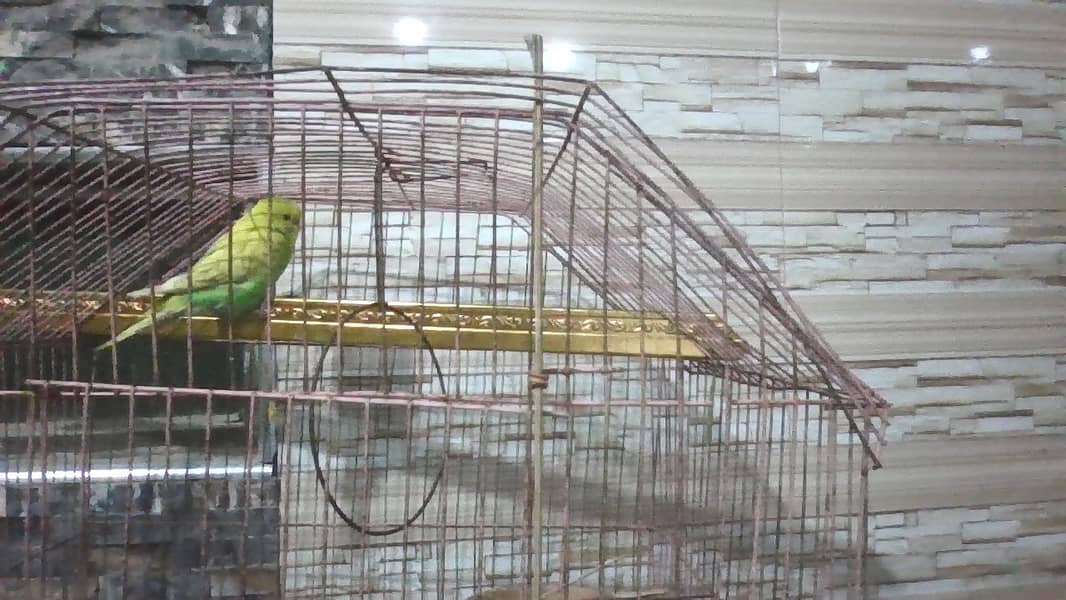 male parrot provided full natural environment 2