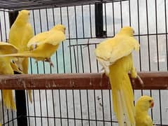 yellow ringneck. 03353481775