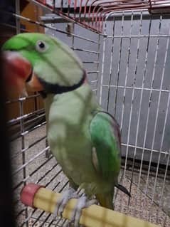 King size rawparrot