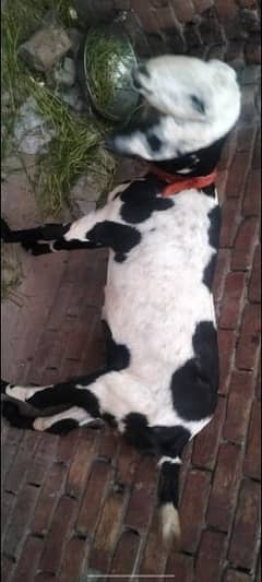 bakri for sale big size