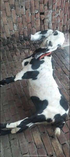 bakri for sale big size 1