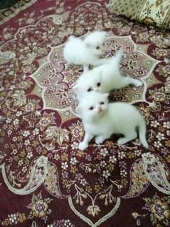 kittens for sale. . .