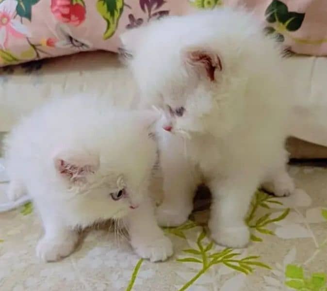 kittens for sale. . . 1