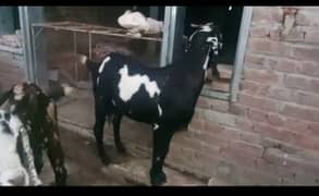 black beetal goat 3.5 mouth gaban for sale 0