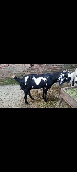 black beetal goat 3.5 mouth gaban for sale 1