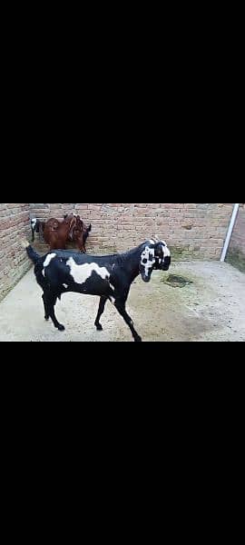 black beetal goat 3.5 mouth gaban for sale 2