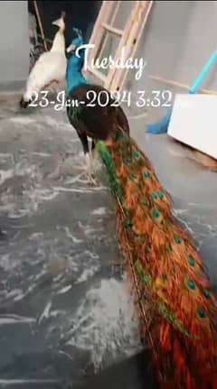 Peacock,