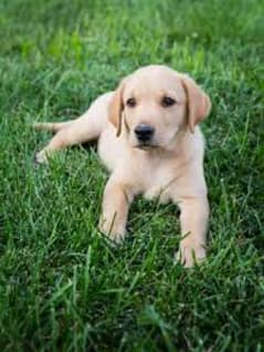 British Labrador Retriever Puppies