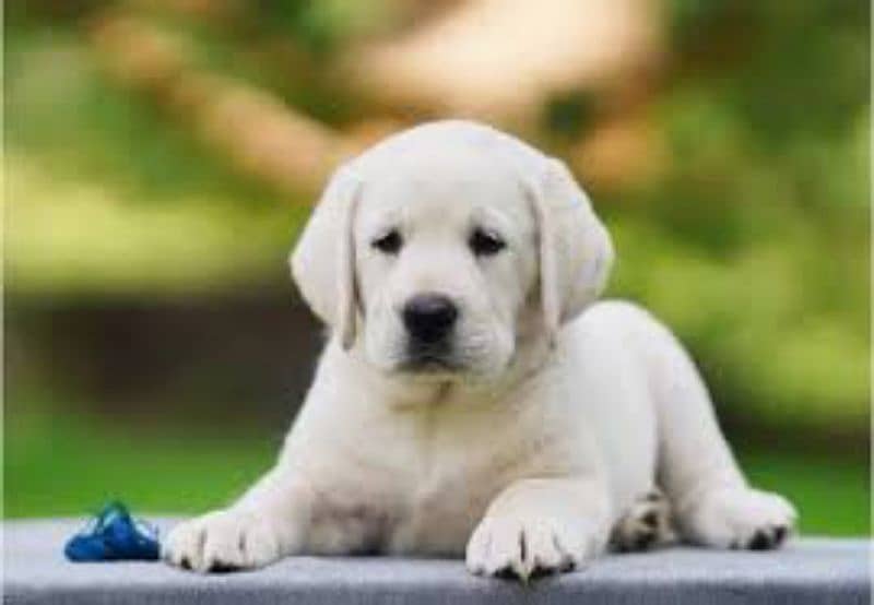 British Labrador Retriever Puppies 1