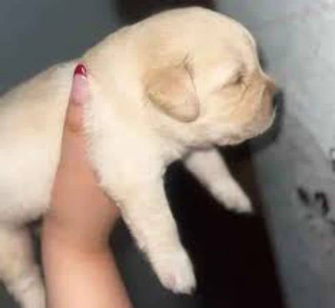 British Labrador Retriever Puppies 2