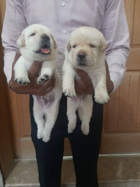 British Labrador Retriever Puppies 3