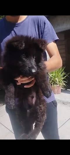 Black German shepherd/ German shepherd puppies available for sale