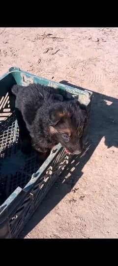 German shepherd puppies for sale