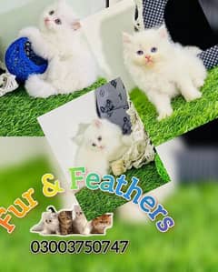 cat / kittens / tripled coated  cat for sale in Faisalabad 0