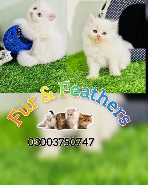 cat / kittens / tripled coated  cat for sale in Faisalabad 1