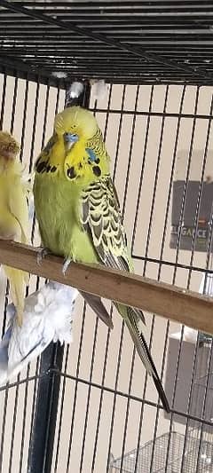 Good quality exhibition males for sale 0