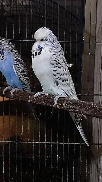 Good quality exhibition males for sale 1