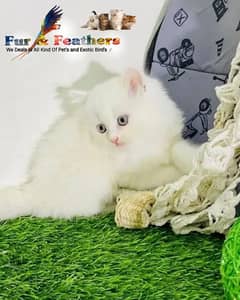 High Quality Persian Kittens available in Faisalabad