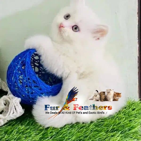 High Quality Persian Kittens available in Faisalabad 1