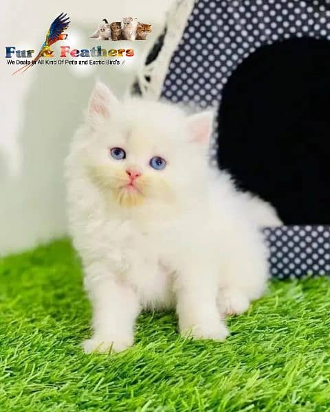 High Quality Persian Kittens available in Faisalabad 2