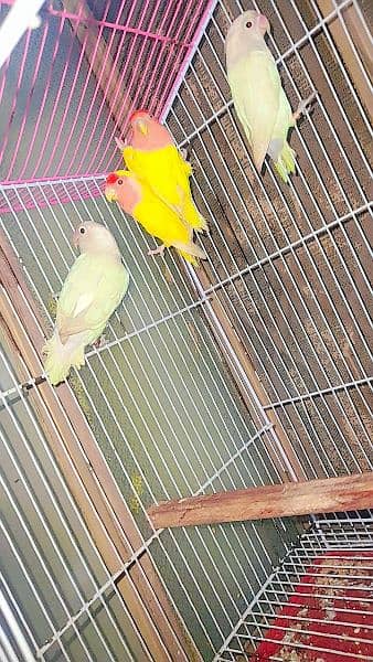 love bird albino and lutino 1