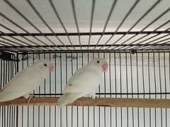 Albino confirm Split ino Good quality pair available