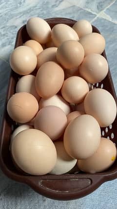 Fresh Organic Desi Eggs