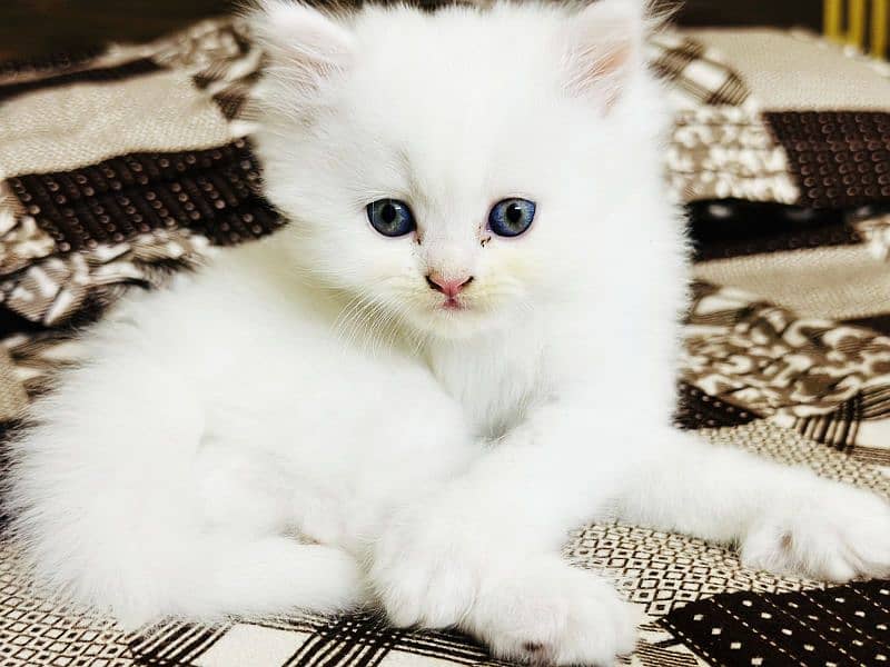 Persian semi punch for sale 2