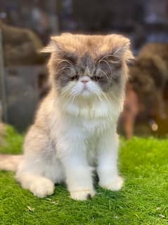 bicolour grey and white Peke face Persian Male kitten 0