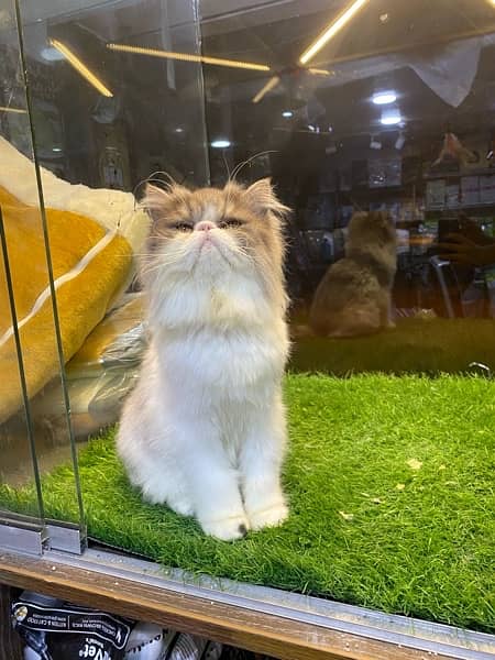 bicolour grey and white Peke face Persian Male kitten 1