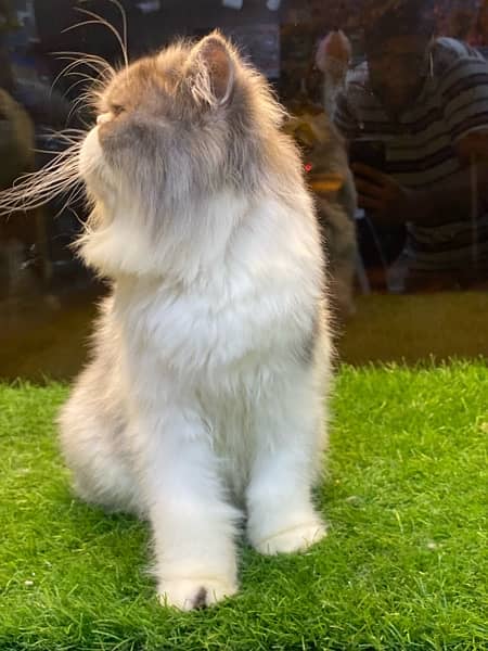 bicolour grey and white Peke face Persian Male kitten 3