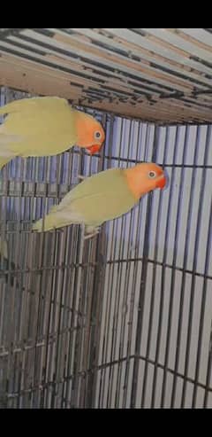 Love Birds All Available Pathy Jory Bareder 0