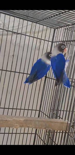 Love Birds All Available Pathy Jory Bareder 3