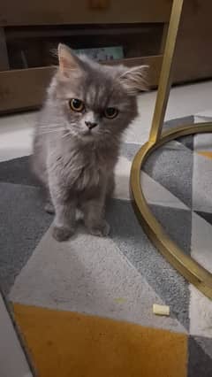 Persian Cat up for adopation