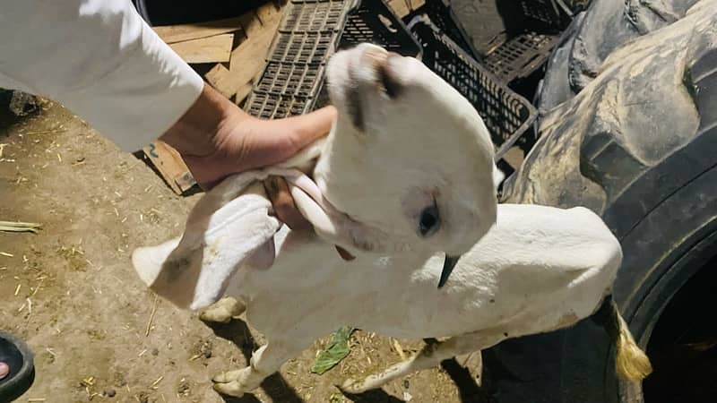 Healty white goat for sale 0