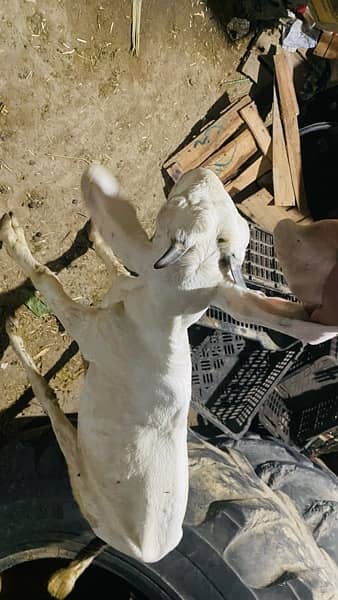 Healty white goat for sale 1