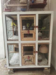 budgie parrot breeder pair