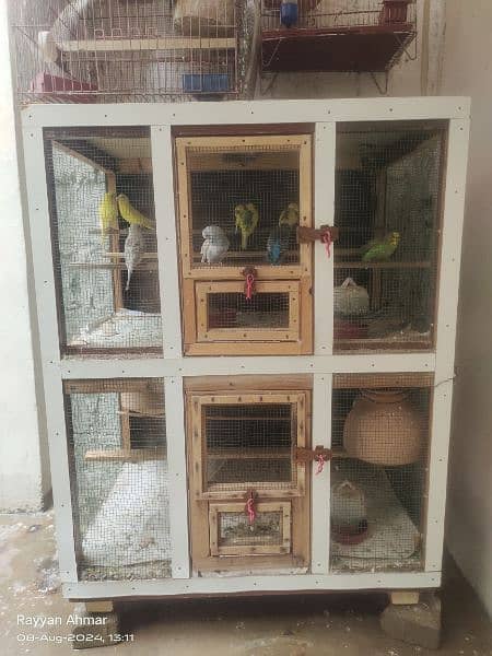 budgie parrot breeder pair 0