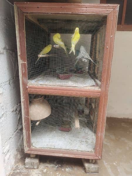 budgie parrot breeder pair 1