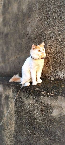 Urgent Sale Persian Cat 1