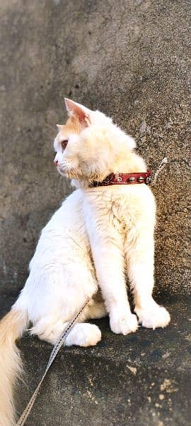 Urgent Sale Persian Cat 2