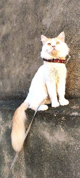 Urgent Sale Persian Cat 3