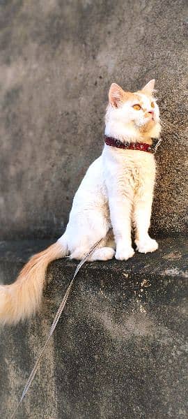 Urgent Sale Persian Cat 4