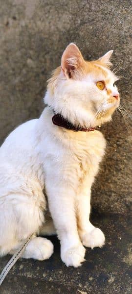 Urgent Sale Persian Cat 5